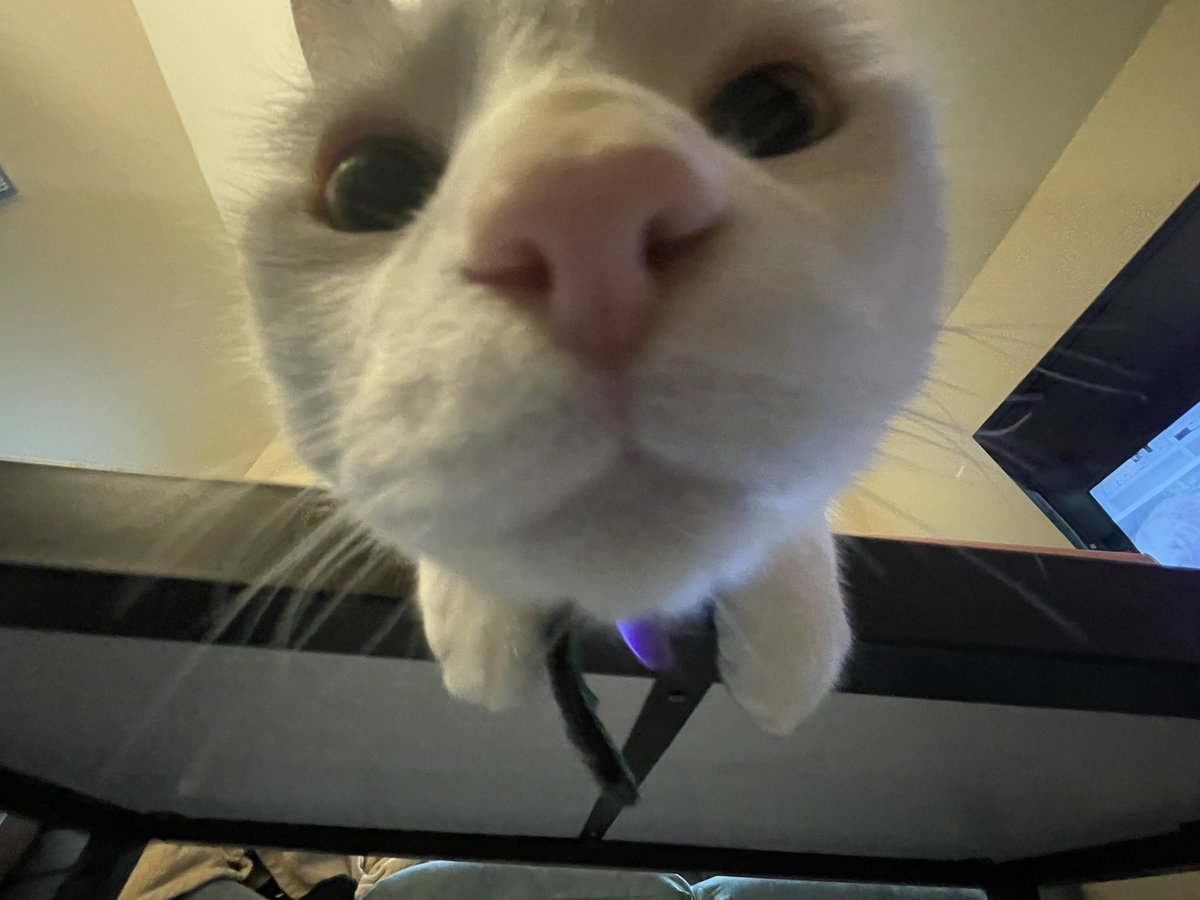 pickles 🤍 🌈 tweet media