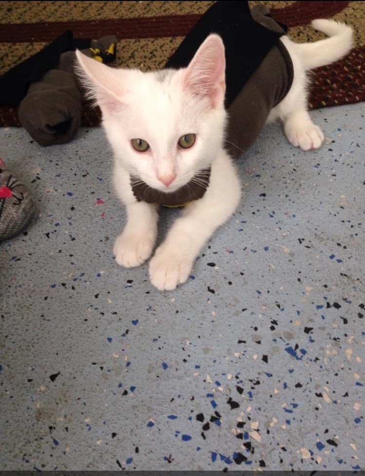 pickles 🤍 🌈 tweet media