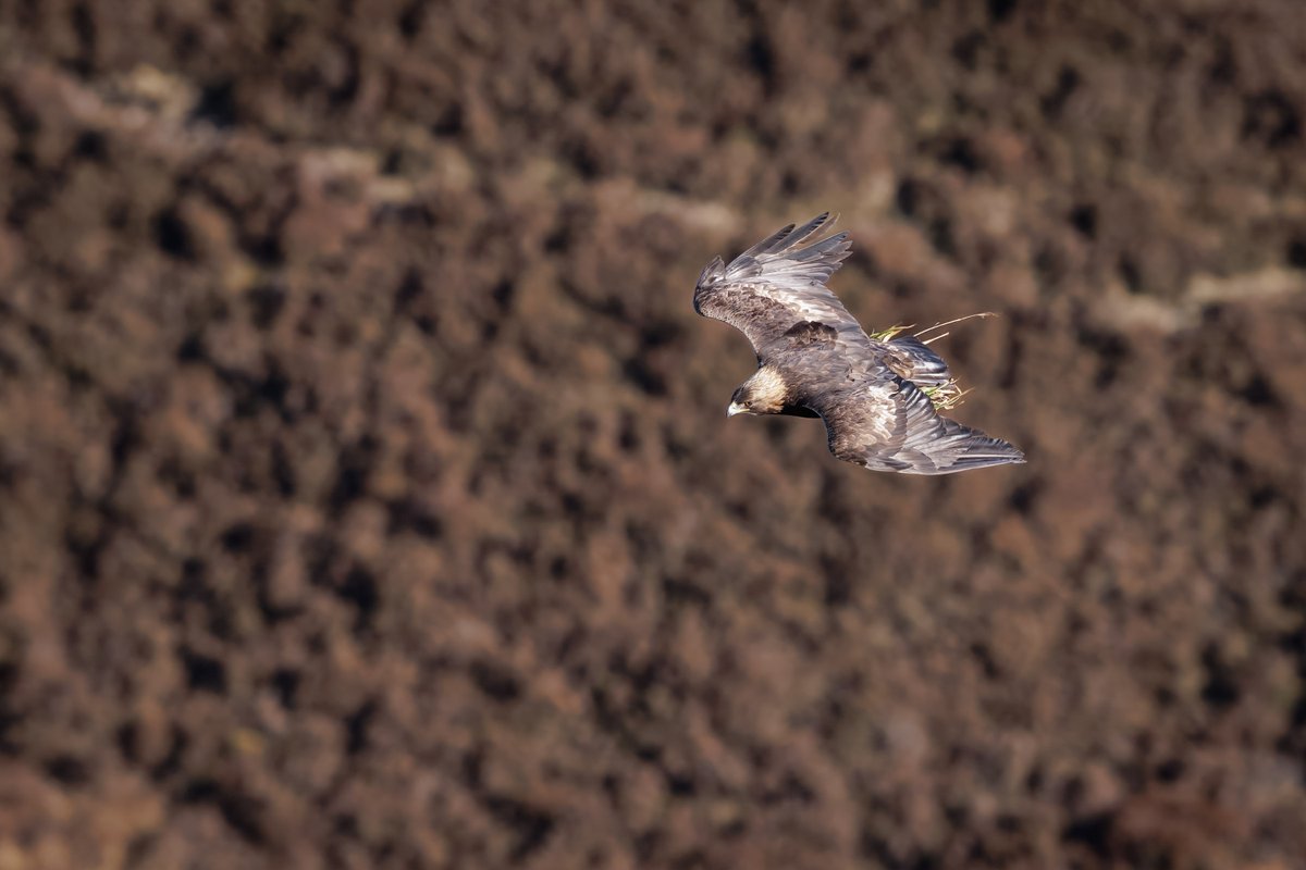 Harry Martin Photography tweet media