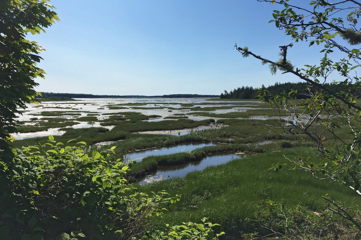 Sea level rise is a real threat to our coasts—but #WetlandConservation can help! Today on #WorldOceansDay, we'd like to highlight that coastal wetlands and salt marshes defend against sea-level rise, reduce storm damage, provide cleaner water, and protect wildlife.