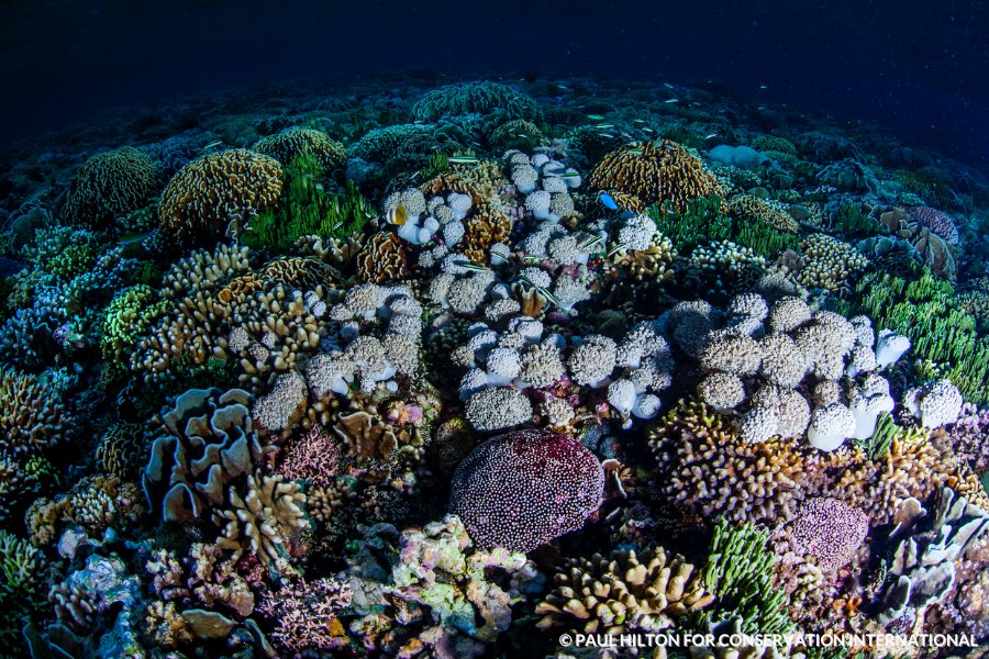 M Sanjayan (@msanjayan) on Twitter photo On #WorldOceansDay instead of counting wins and losses I'd like to share a thought my friend <a href="/jacindaardern/">Jacinda Ardern</a> shared with me: the right bias to have is an expectation bias.
For the sake of our ocean, we can always do more and do it better. Myself and <a href="/ConservationOrg/">Conservation Intl</a> included. On #WorldOceansDay instead of counting wins and losses I'd like to share a thought my friend <a href="/jacindaardern/">Jacinda Ardern</a> shared with me: the right bias to have is an expectation bias.
For the sake of our ocean, we can always do more and do it better. Myself and <a href="/ConservationOrg/">Conservation Intl</a> included.