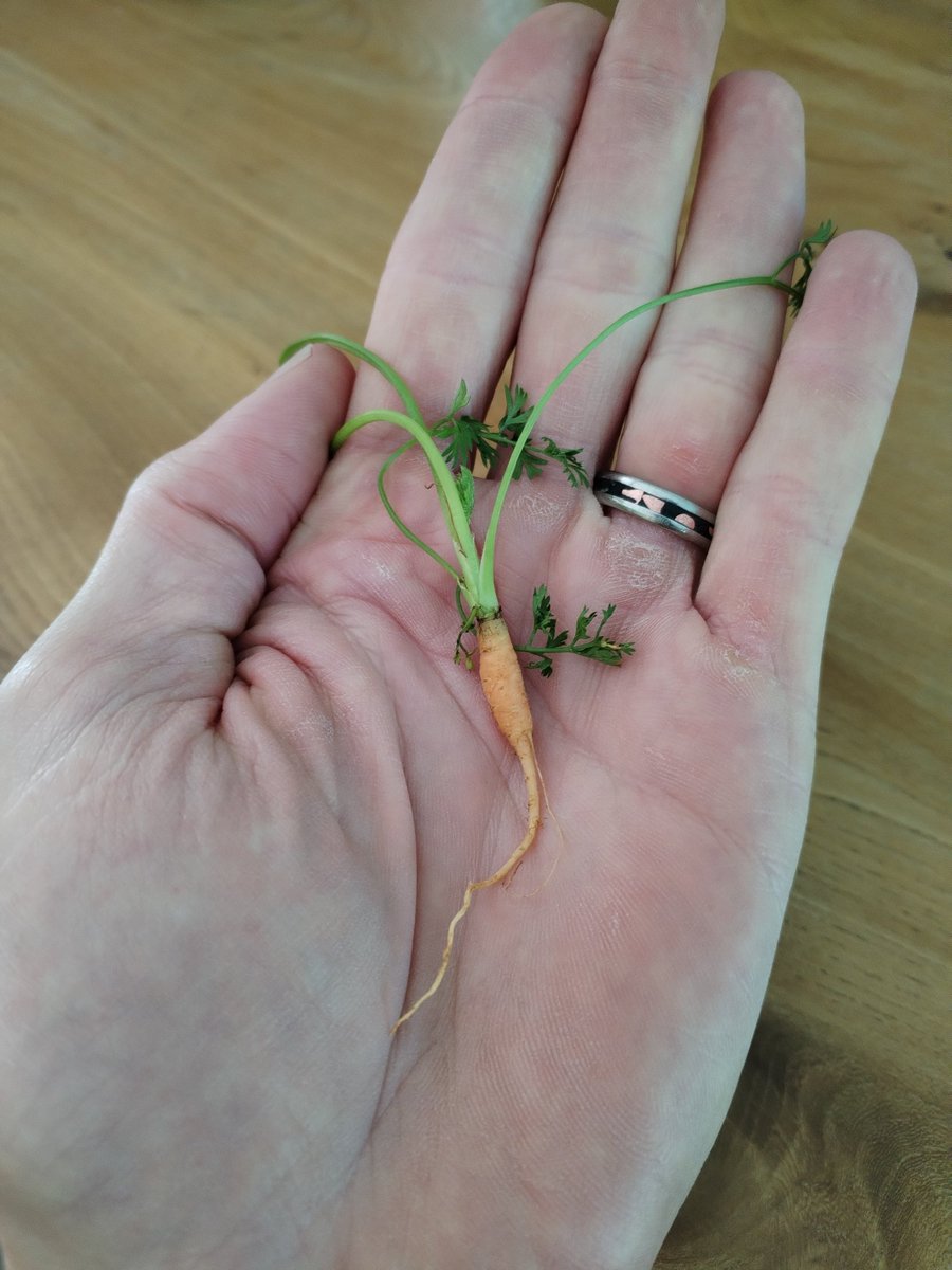 daniellloyd1's tweet photo. Grown my first ever carrot. https://t.co/zUxfOHdPrv