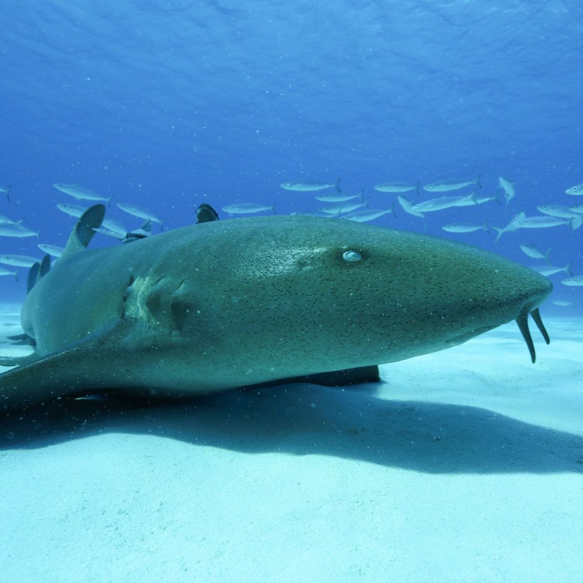 waterdocsff's tweet image. Today is #WorldOceanDay! 🌊

"Every time I enter the ocean, it shows me something beautiful and unexpected." Enjoy our latest blog post celebrating just that, oceans! Read now: waterdocs.ca/water-talk/cel…