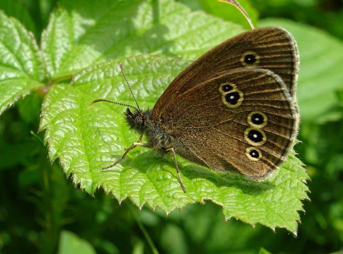 JenStone987028's tweet photo. My first Ringlet butterfly seen today in Cheshire! 😍🦋 https://t.co/d45zVKAQ0H