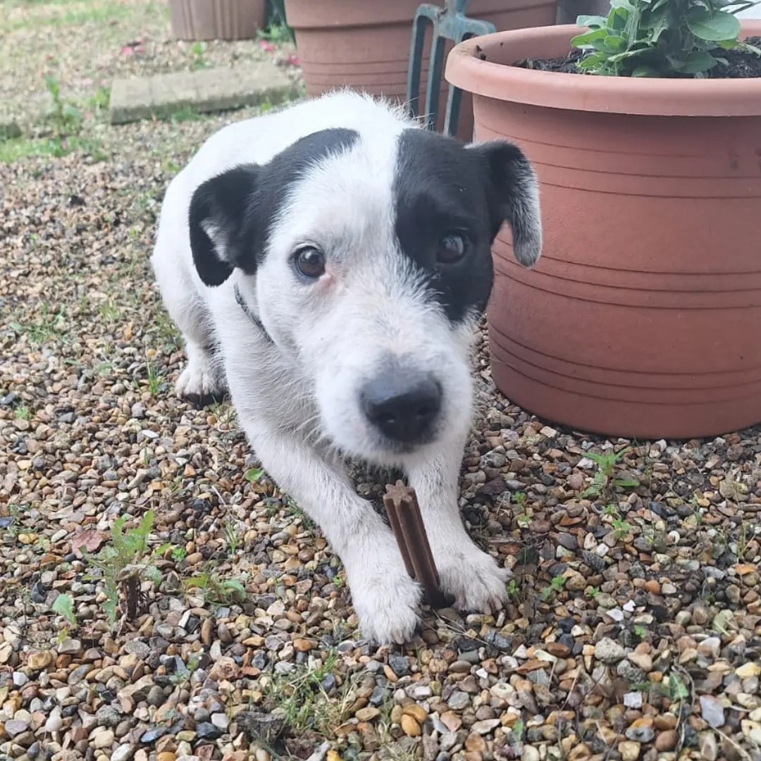 Urgent, please retweet to help find the owner or a rescue space for this JACK RUSSELL TERRIER FOUND #BREDGAR #SWALE #KENT #UK 
 'Male JRT found straying around Bexon Lane, Bredgar.  He's chipped, but we've been unable to contact the owner. If you recognise this lad, please