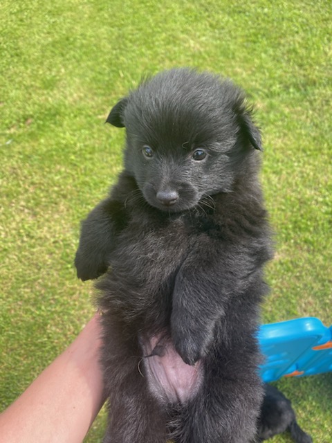 Lumenade_'s tweet photo. Les fiiiillles je vais adopter un chiot 💛💛 Je l'aurais en juillet
Vous auriez des idées de prénoms ? C'est un mâle tout câlin et calme 
C'est l'année du V mais on peut tenter autre chose 😊
J'ai flasher sur Vegas (comme Las Vegas) et Nugget ! https://t.co/U3jov10P4D
