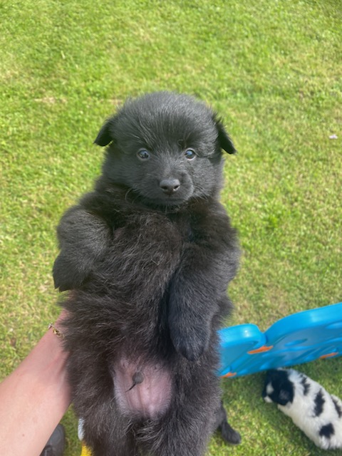Lumenade_'s tweet photo. Les fiiiillles je vais adopter un chiot 💛💛 Je l'aurais en juillet
Vous auriez des idées de prénoms ? C'est un mâle tout câlin et calme 
C'est l'année du V mais on peut tenter autre chose 😊
J'ai flasher sur Vegas (comme Las Vegas) et Nugget ! https://t.co/U3jov10P4D