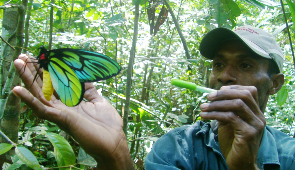 Only one day to go until #WorldSwallowtailDay! 🦋 For our final species, we’ll be looking at the largest butterfly in the world, the Queen Alexandra’s Birdwing. Find out more at sbbt.org.uk/?p=2306
📸 Queen Alexandra's Birdwing