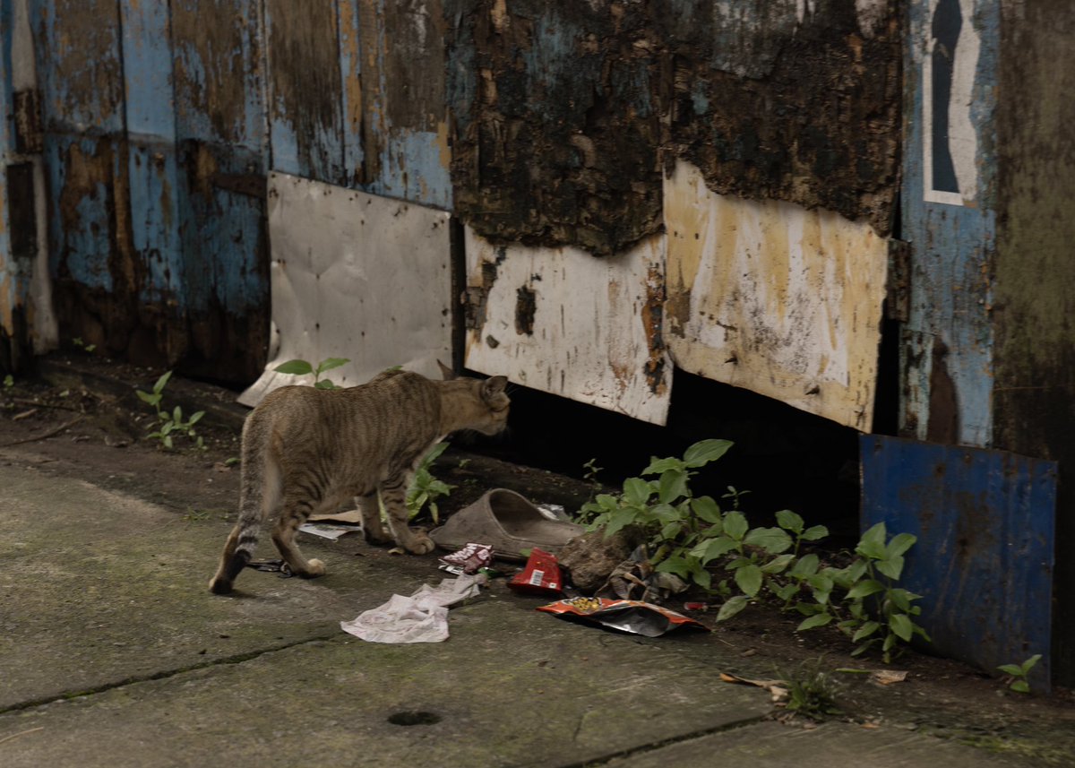 SanuXMohammed's tweet image. Camera or Phone shots ? #streetphotography #randomshots #fortkochi