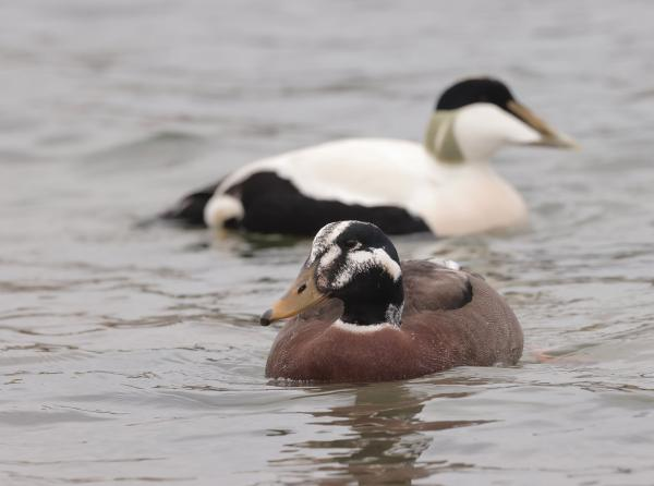 In the latest BB, two classic short papers. 'Apparent Blackbird x Fieldfare hybrid' by Paul J. Willoughby and 'Presumed Common Eider x Mallard hybrid' in Northumberland by Phil Palmer
➡️bit.ly/3XenTIw
➡️bit.ly/3Vh1fwp
📷Thomas Willoughby
📷Phil Palmer