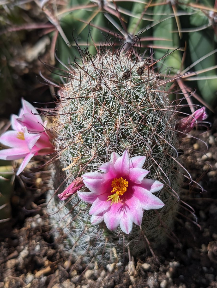 ImanGhaderi's tweet photo. This is the beauty of the desert! These cacti bloom when it gets hot! #Fishook Pin Cushion Cactus #sonorandesertAZ https://t.co/R9FVCLaFTk