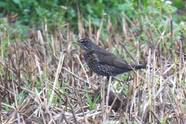 British Birds tweet media