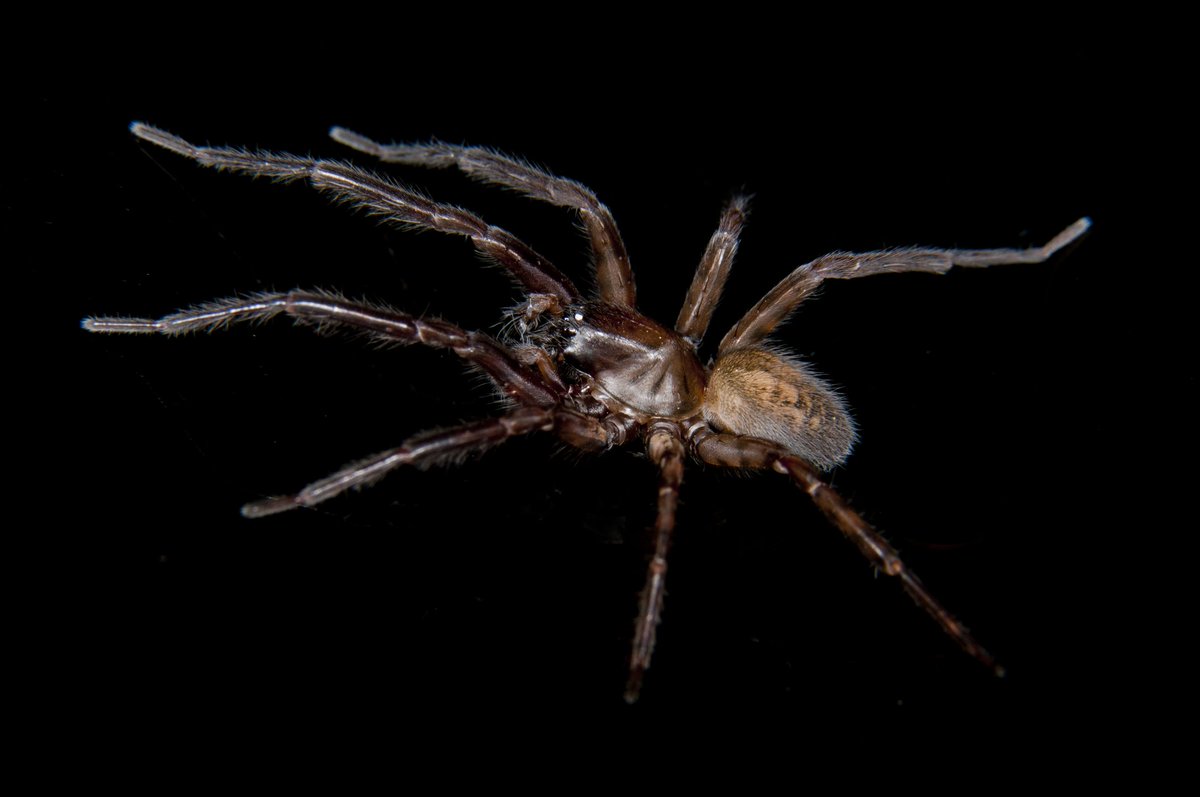 Rubrius sp., a spider from Lanín National Park, belongs to the Amaurobiidae family.
Photographed during the MACN Arachnology Division's field trip to Argentine Northern Patagonia in 2023.