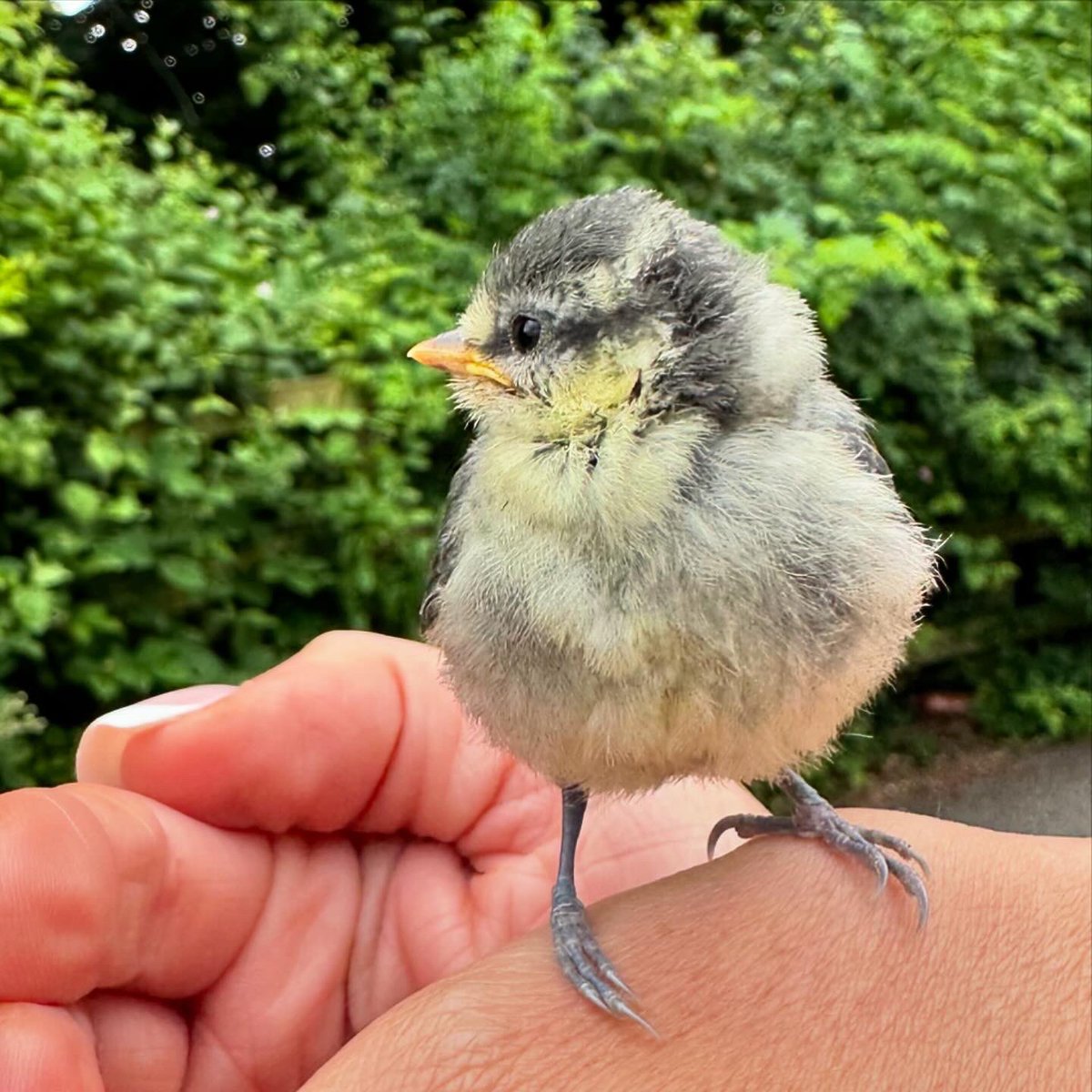 Does anyone who what type of baby bird this is? Flew into my car when I opened the door and landed happily on my hand (flew straight back to the tree afterwards)