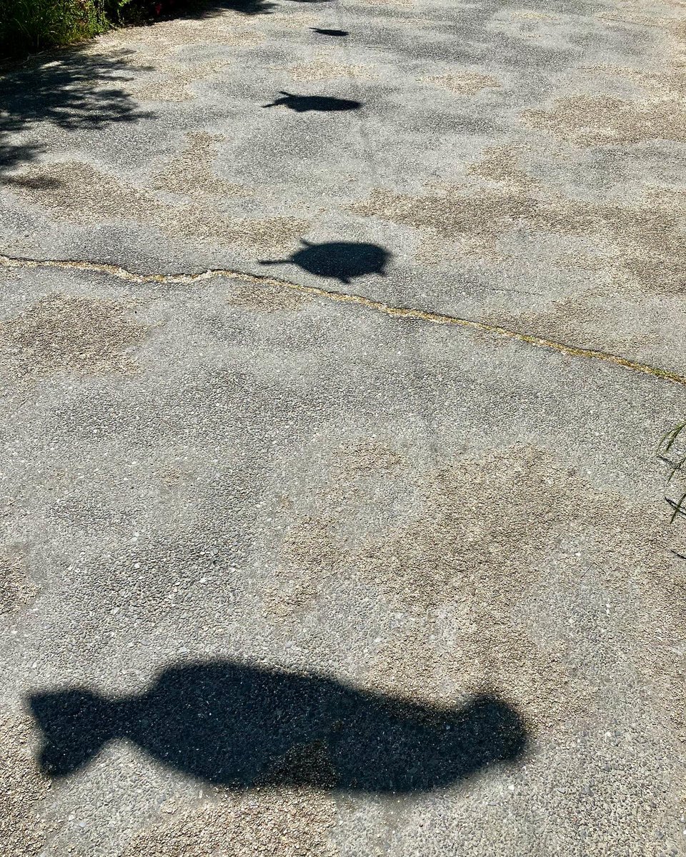 ataiga_0908's tweet image. Spotted a beautiful carp streamer fluttering in the breeze today under a clear blue sky. 

It’s such a wonderful reminder of Children’s Day and the growth of our little ones. 

#children’sday #koinobori #springsky #familytime #tradition #joyfulmoments #healthygrowth