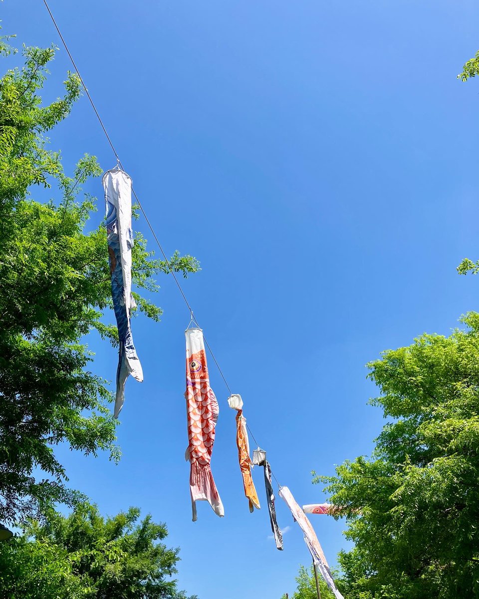 ataiga_0908's tweet image. Spotted a beautiful carp streamer fluttering in the breeze today under a clear blue sky. 

It’s such a wonderful reminder of Children’s Day and the growth of our little ones. 

#children’sday #koinobori #springsky #familytime #tradition #joyfulmoments #healthygrowth