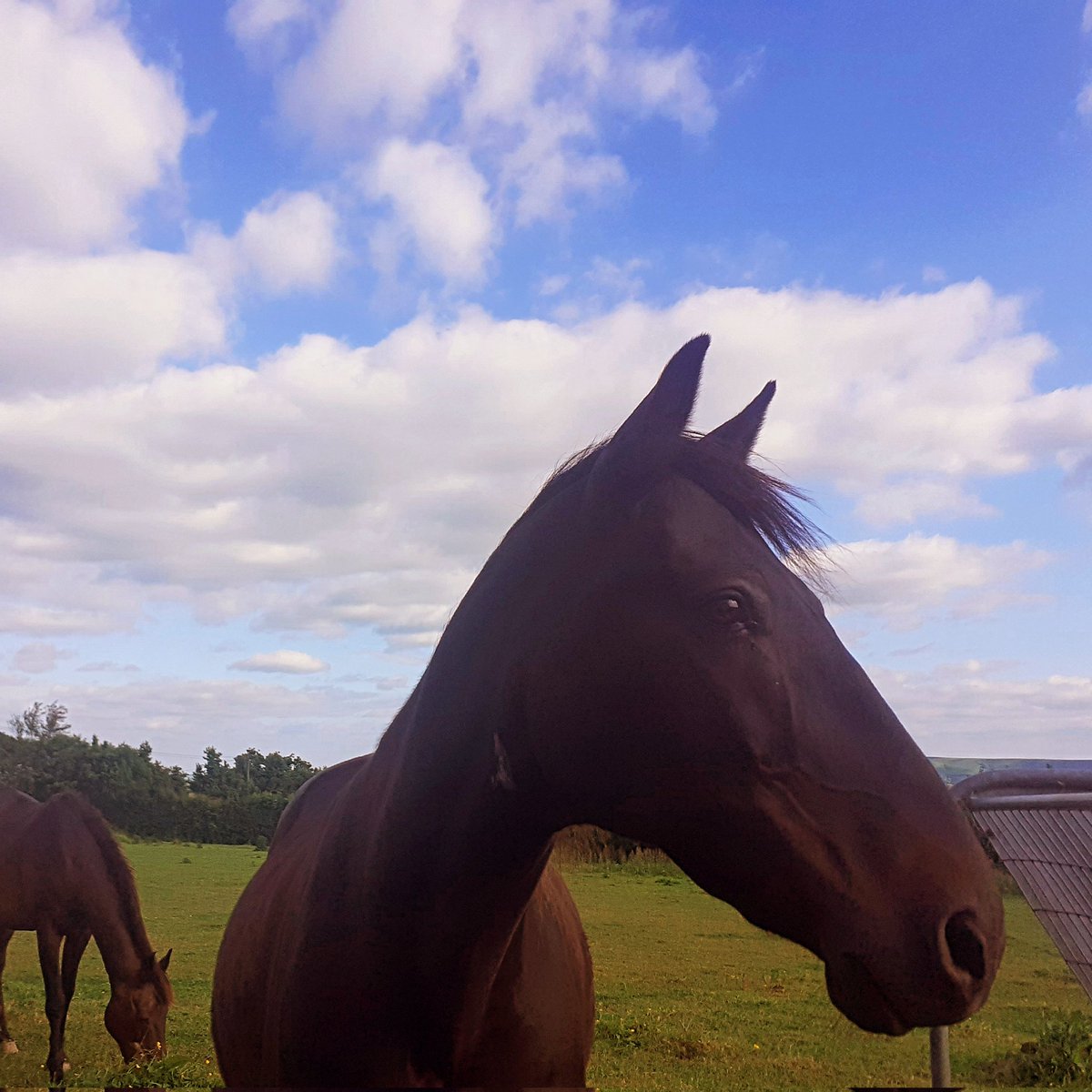 BeardLouisa's tweet photo. Connecting with horses, a wonderful feeling....this beautiful horse came to say goodbye when I was leaving after the event. 😍 🐴

#opera #horses #naturalwithhorses  #connection #emotions #music #fun #joy #beauty #art https://t.co/pCk2vakljt