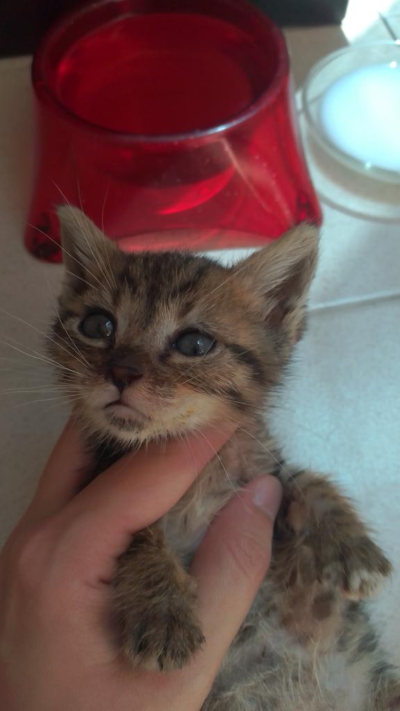 Yavru dişi kedi. Annesi bırakmış sokakta bulduk. Kontrolleri yapıldı sağlıklı. İstanbul'da acil yuva arıyoruz!!!!