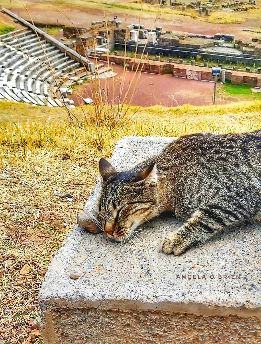 GrecianGirly's tweet photo. 🏛 Snoozy Ancient Messinia Cat 🐈💤 Ancient Messinia, Messene, Peloponnese, Greece. 📷 My own. #ClassicalCats #Caturday https://t.co/aFqlHJ1Ap4