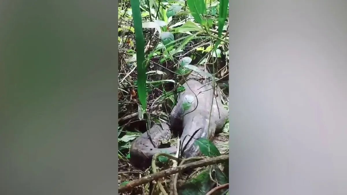 CerfiaFR's tweet photo. 🇮🇩🐍 FLASH | Une mère de quatre enfants, portée disparue pendant 24 heures en #Indonésie, a été retrouvée morte dans le ventre d'un python de 5 mètres qui l'avait entièrement avalée. Les secours ont été alertés par le gros ventre du python. https://t.co/zPV4yNxBA3