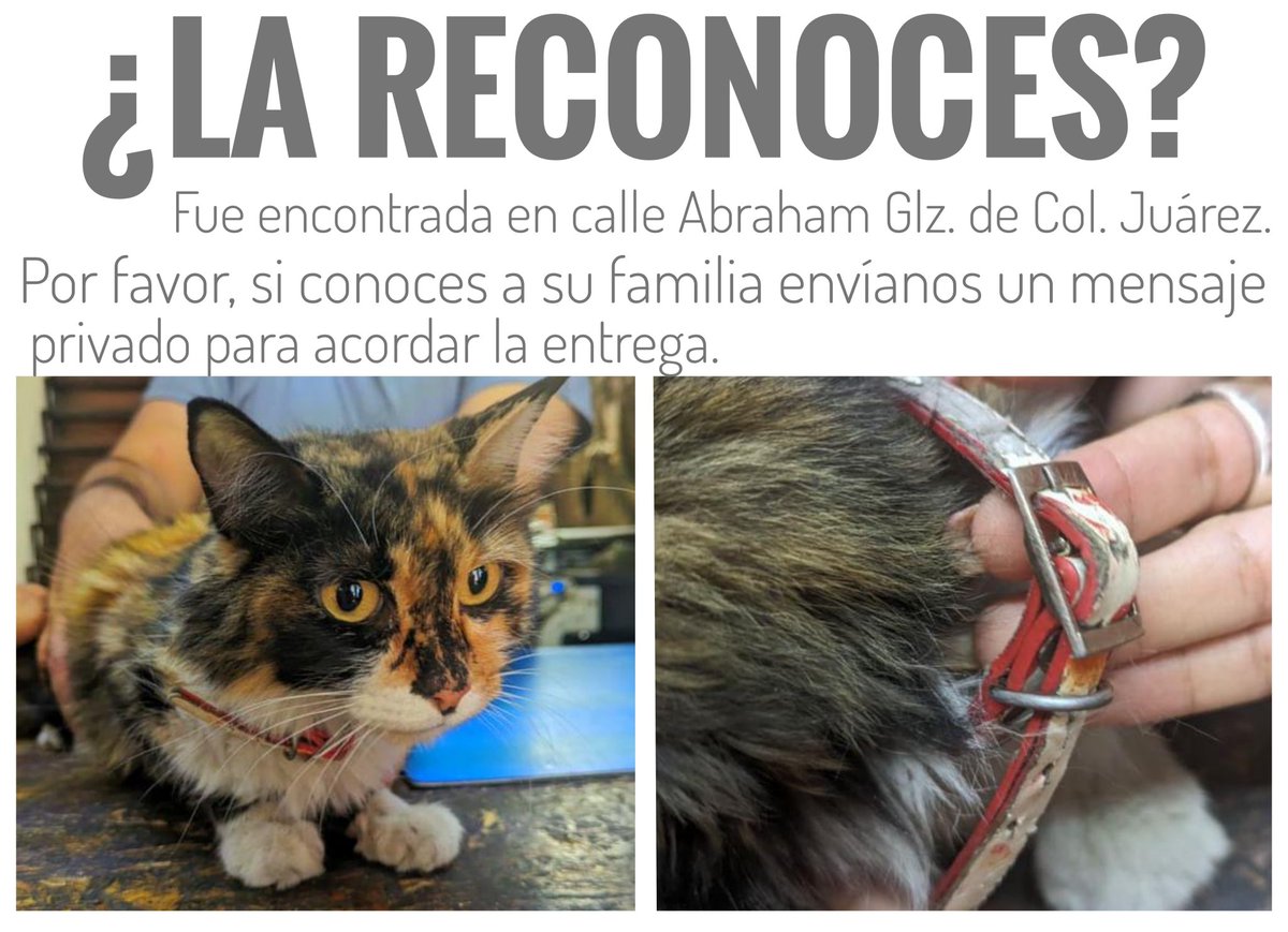 LaColoniaJuarez's tweet photo. ¡Hola amigos!
Encontramos a una gatita en Abraham González de #ColoniaJuarez. ¿Nos pueden ayudar a difundir?
La tienen en resguardo. Está muy flaquita y tiene collar ya muy desgastado y sin placa. https://t.co/vltqwDLudD