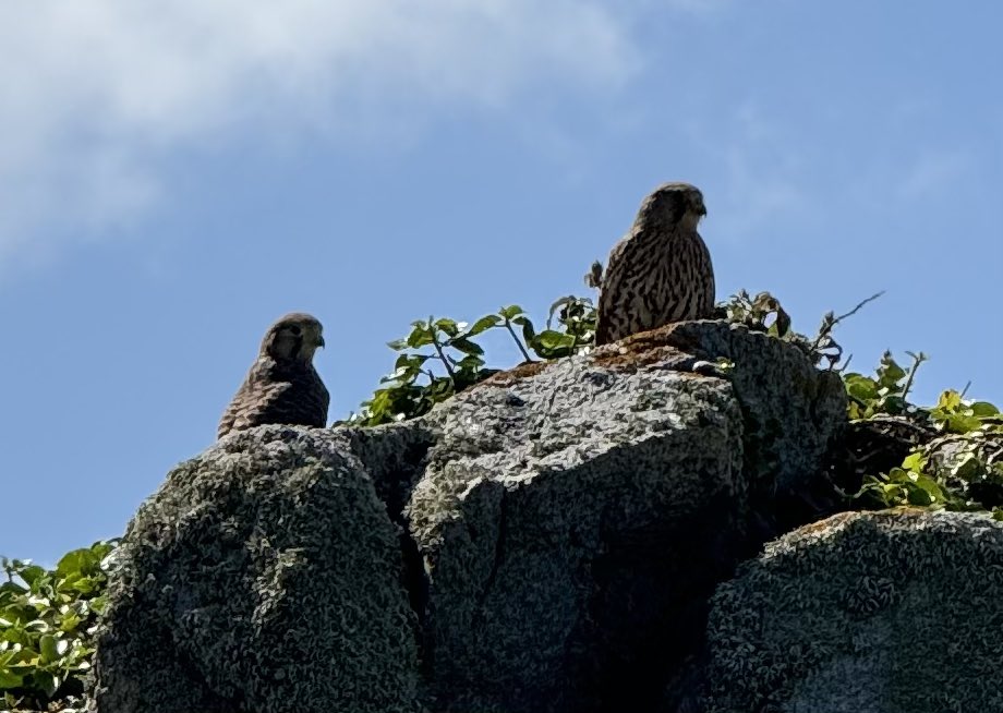 HimsworthM's tweet photo. @VisitGuernsey beautiful Island, stunning coastal walks! Enjoyed watching this Kestrel family so close! https://t.co/VL8jjSj2Wv
