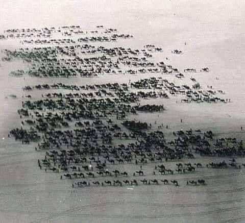 📸 Photo de pelerins se rendant à La Mecque en 1934 ! 🕋

👉🏻 Ils partaient du Maroc pour retrouver ceux d'Algérie puis ceux de Tunisie et enfin ceux d'Égypte pour se rendre ensemble à La Mecque et effectuer le pèlerinage 😍