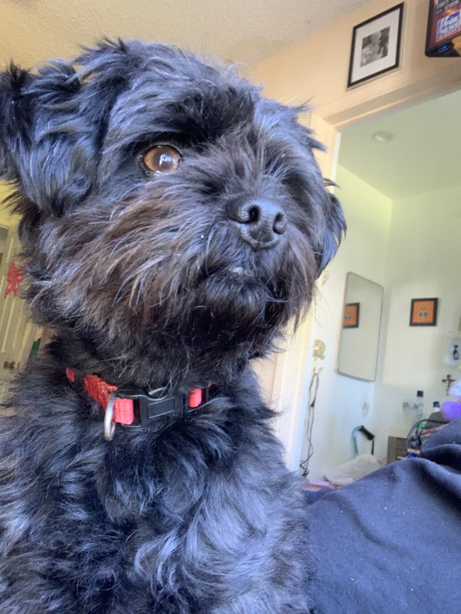 My handsome SHEA surveying the yard for intruders