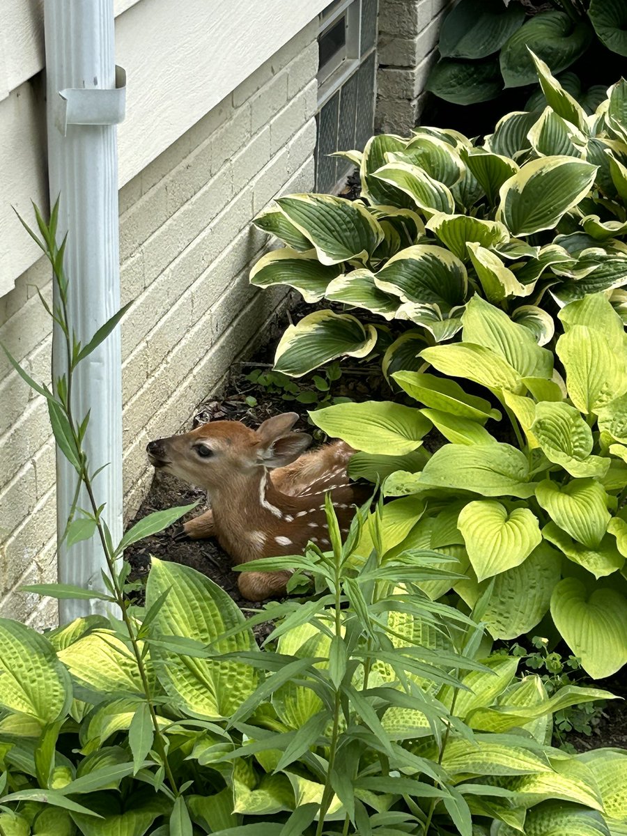 LMBaileyWrites's tweet image. There’s a tiny deer??? In my garden???