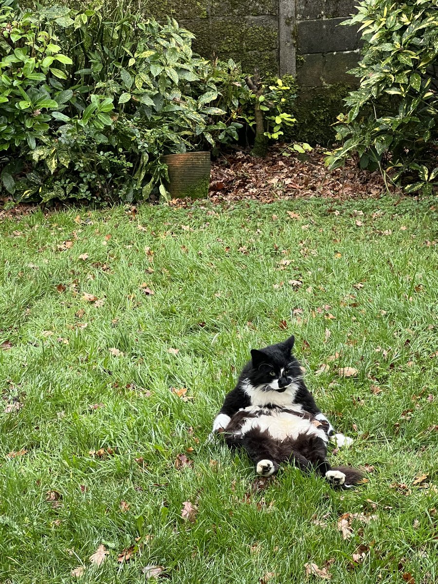 SarahjevsEvans's tweet photo. Flash Evansβs Saturday
#bemoreflash #caturday https://t.co/xJHqUdlvx3