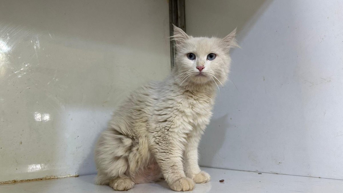 theAleppoCatmen's tweet photo. From our free vet clinic we welcomed 8 cats in our sanctuary because they were abandoned. https://t.co/VL62mQTVDs