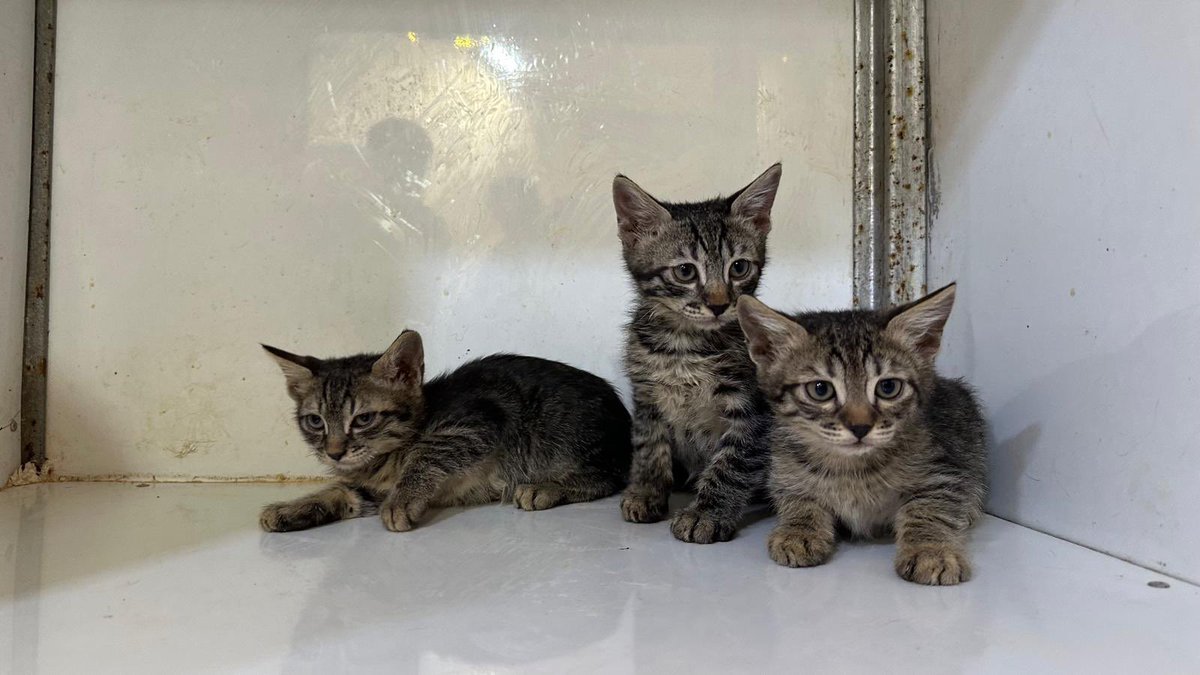 theAleppoCatmen's tweet photo. From our free vet clinic we welcomed 8 cats in our sanctuary because they were abandoned. https://t.co/VL62mQTVDs