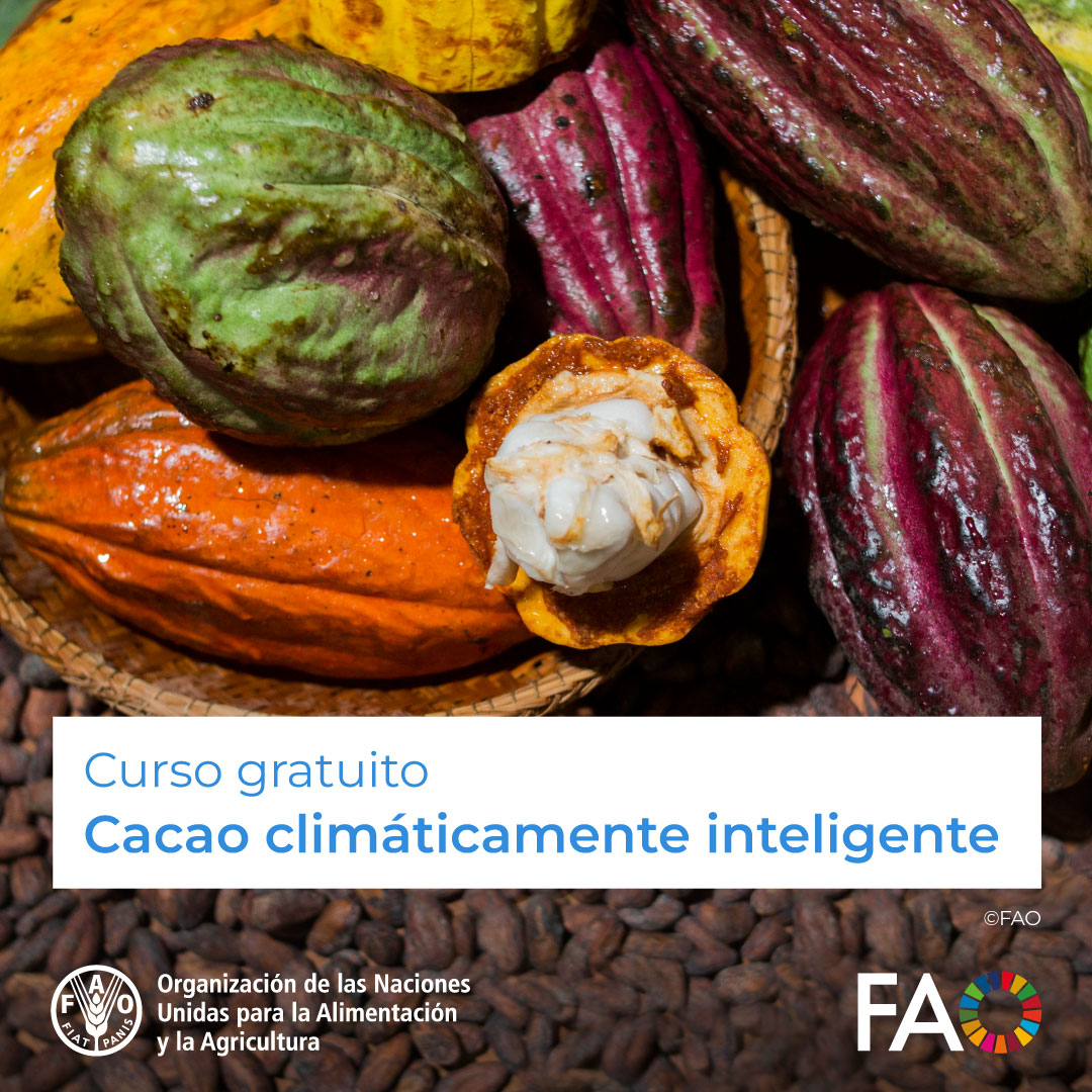 🎓¡Curso GRATUITO de <a href="/FAOCampus/">FAO Campus - America Latina y el Caribe</a>!

✅ Cacao Climáticamente Inteligente
Sistemas Agroforestales (SAFs) con cacao bajo sombra

¡Inscríbete! ➡️ bit.ly/2XM4lPh

#foodsystems #SistemasAlimentarios