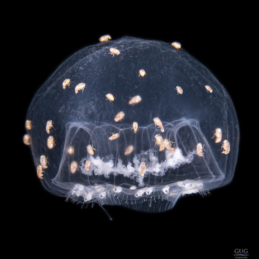 GugUnderwater's tweet photo. Invasion of the amphipods!
Whereas it’s common to see 1-2, this jellyfish has been inundated with hyperiid amphipods
.
#jellyfish #🪼 #amphipod #hyperiid #blackwater #blackwaterdiving #blackwaterphotography #chrisgug #gug #gugunderwater #scuba #scubadiving #underwater #ocean https://t.co/Y1FXK0LdHm