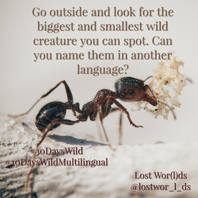 LostWor_l_ds's tweet photo. I love today's challenge - find the biggest and smallest creature outside, and name it in any language you know :) What will it be? 🐭🐰🐸🦌🪼🕷️🐩🐿️🦆 #30DaysWild #30DaysWildMultilingual https://t.co/mXuf7zbTZ3