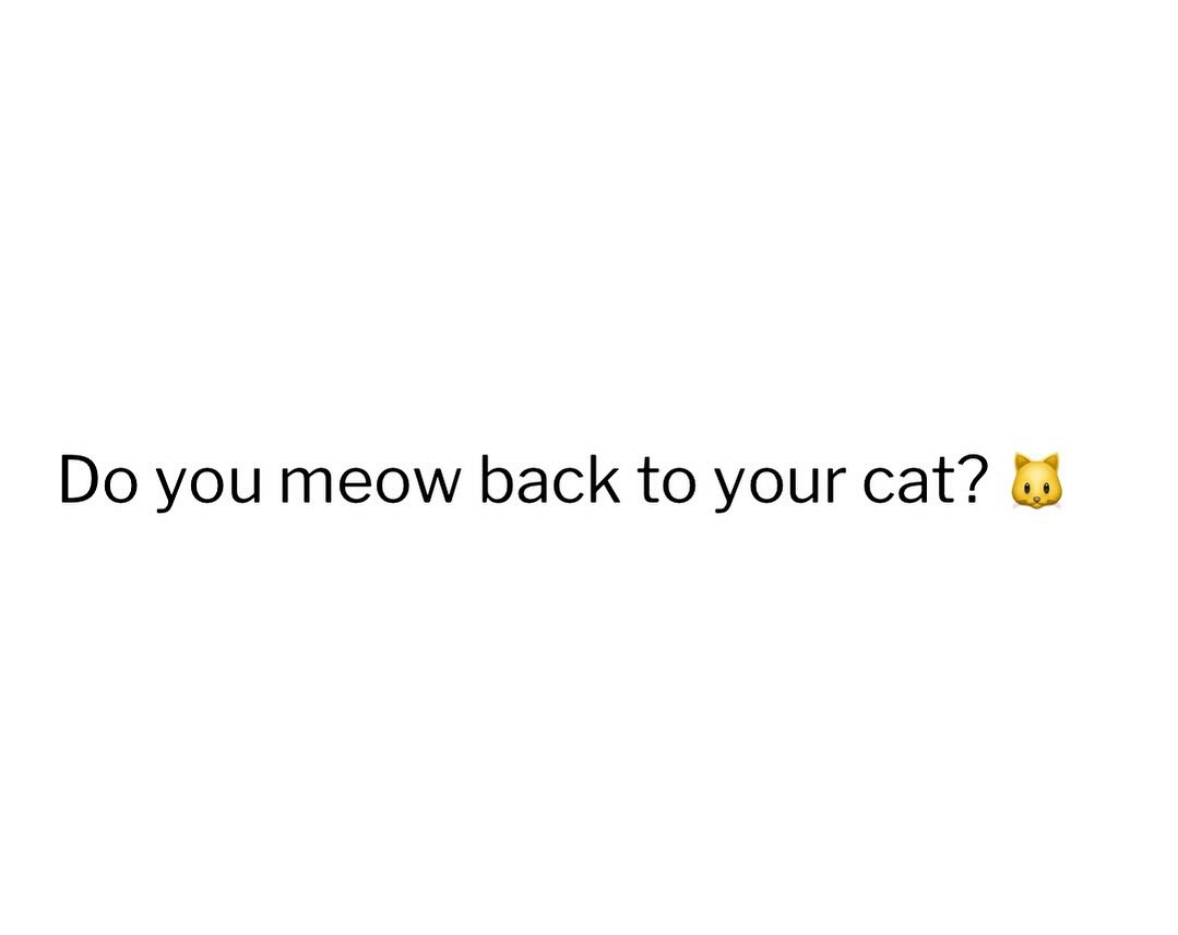 cats with powerful impression 🐾 tweet media