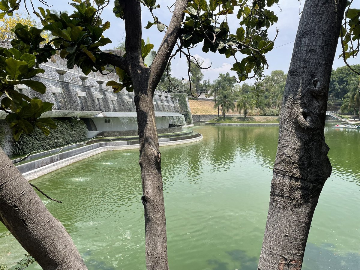 joeljuanqui's tweet photo. Así luce la majestuosa fuente del #ParqueAlcalde con sus aguas pletóricas de cianobacterias  y algas verdes que dan ese color característico. #nadieseacerca @municipiodeguada
#guadalajara @GuadalajaraGob https://t.co/KdZQks6PYV