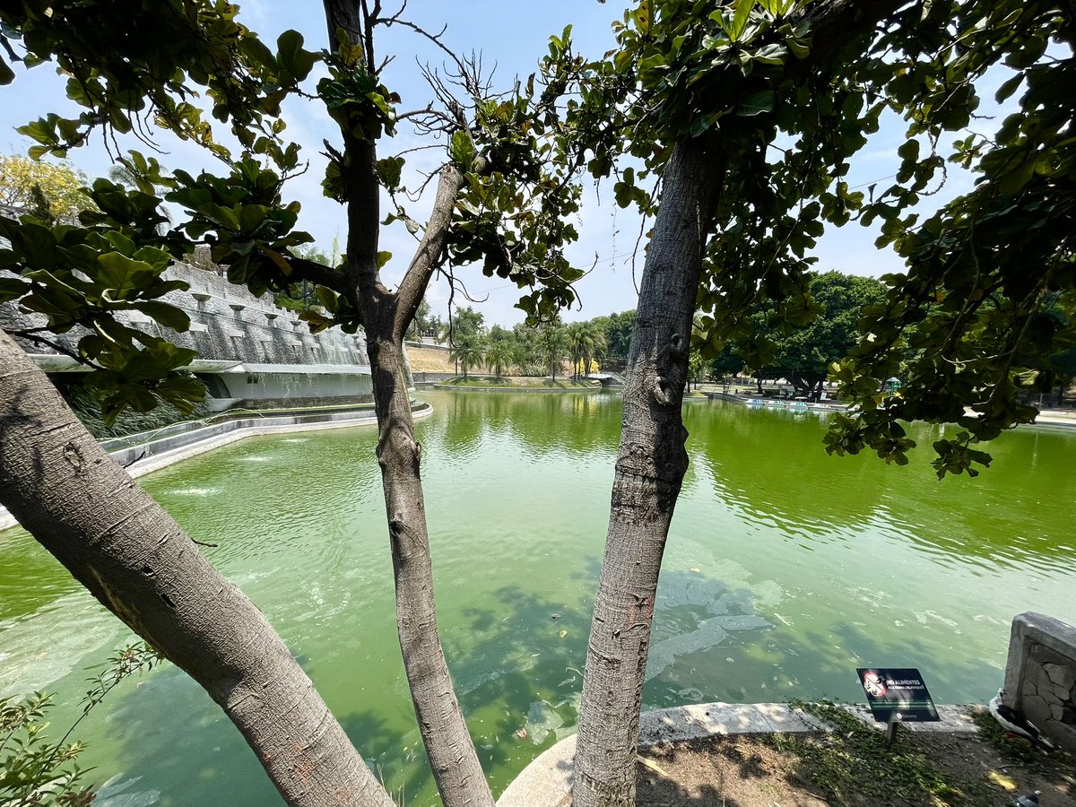 joeljuanqui's tweet photo. Así luce la majestuosa fuente del #ParqueAlcalde con sus aguas pletóricas de cianobacterias  y algas verdes que dan ese color característico. #nadieseacerca @municipiodeguada
#guadalajara @GuadalajaraGob https://t.co/KdZQks6PYV