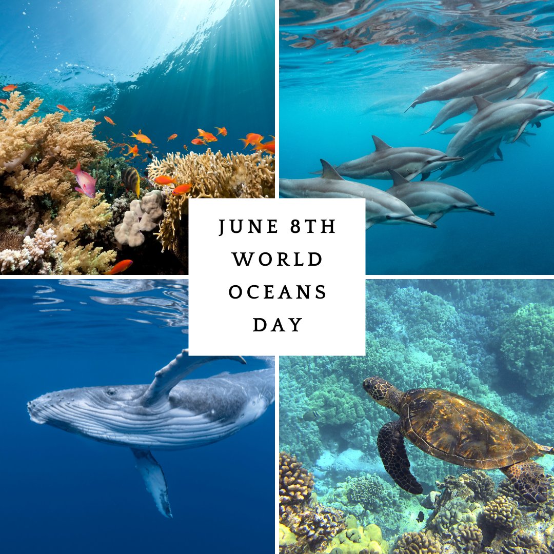 Happy World Oceans Day!
Today, we celebrate the beauty and importance of our oceans, home to incredible marine life. At Save the Whales, we are dedicated to protecting the majestic animals and their habitats.