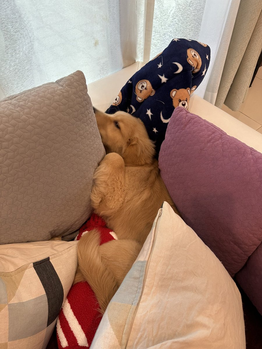 foxdalas's tweet photo. Вчера у моей собаки выпал молочный клык. Я долго этому радовался, но сегодня стало понятно, что в этом клыке был весь его мозг и воспитание. https://t.co/2WHY4hk0wE