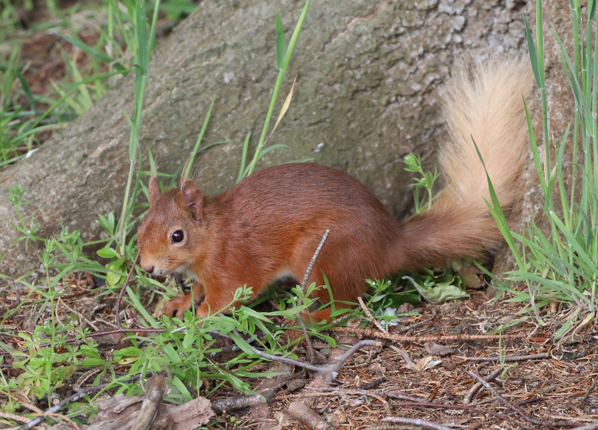 Simon Pinder tweet media