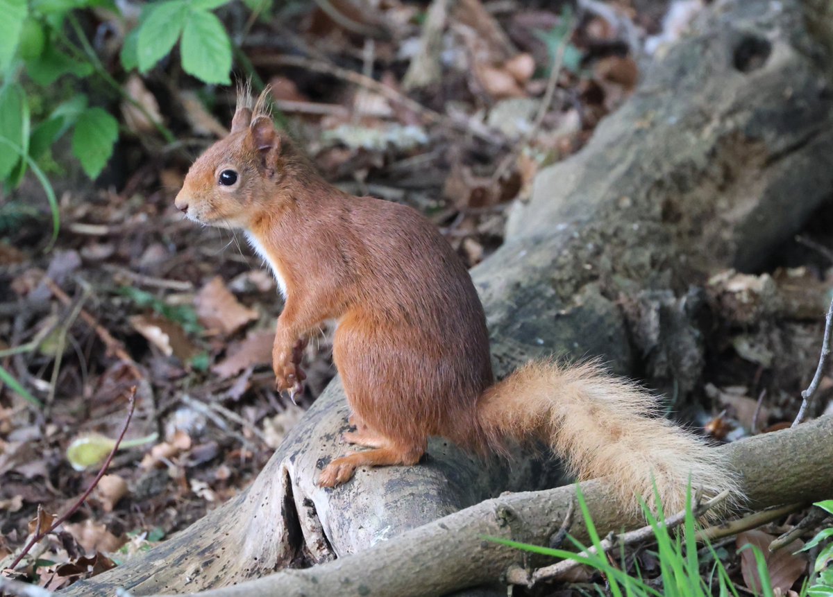 Simon Pinder tweet media