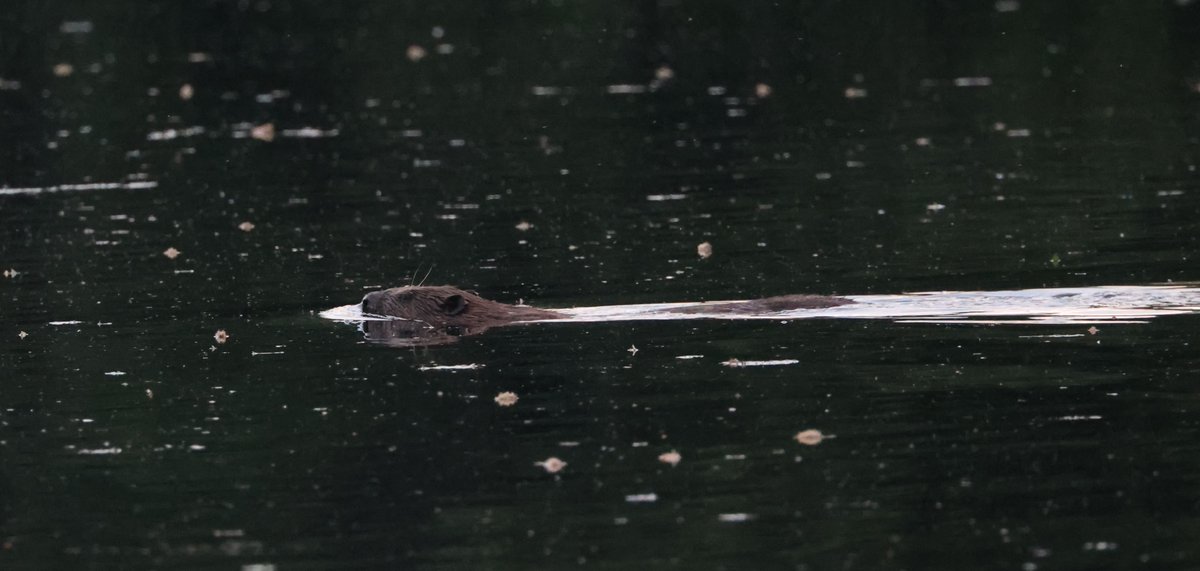 Simon Pinder tweet media