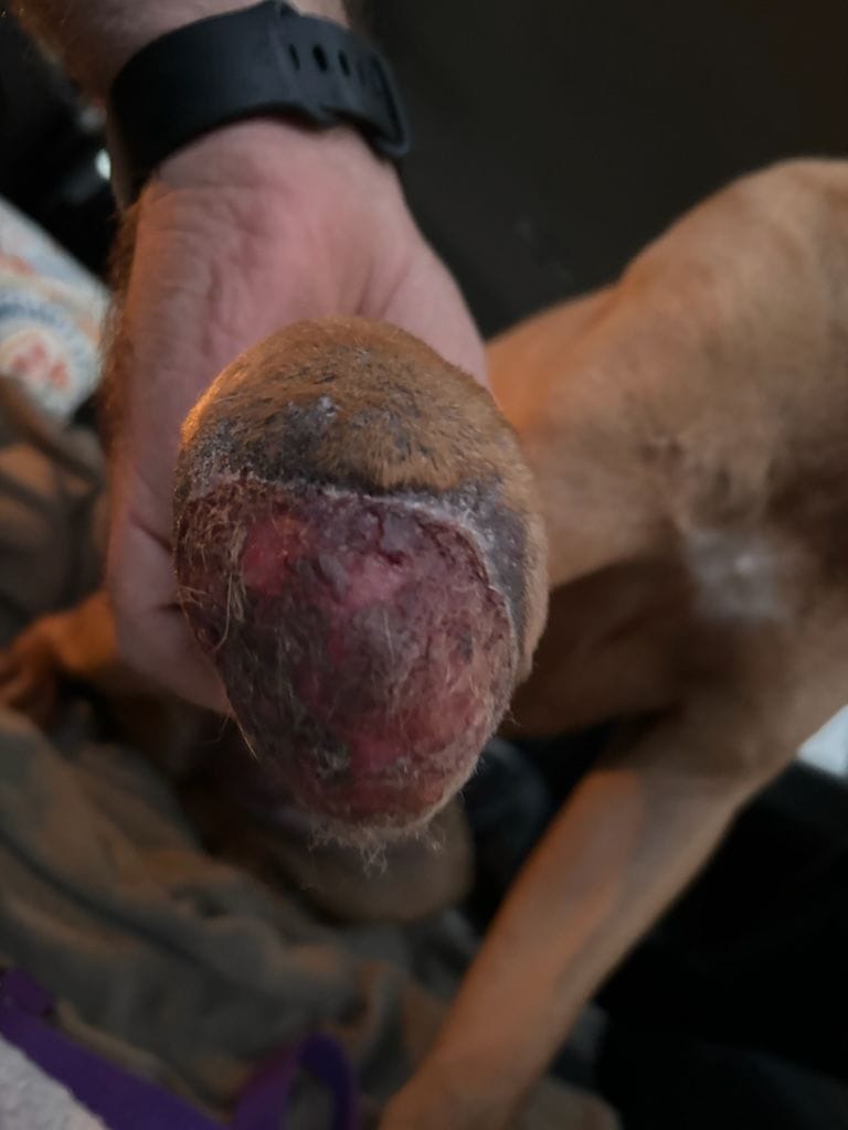 Keith Olbermann's Dogs tweet media