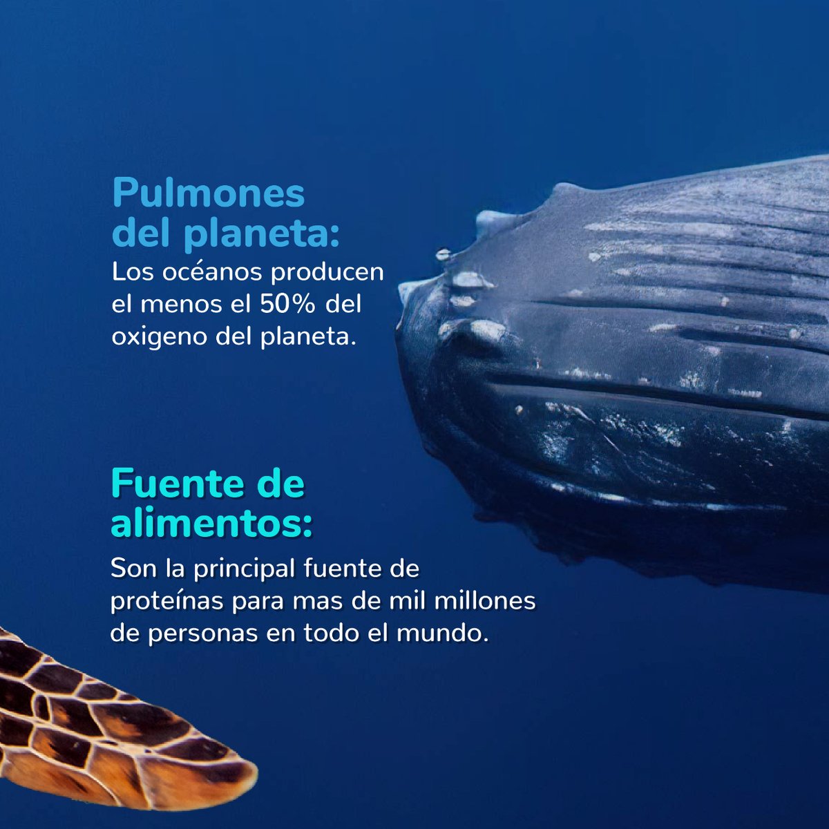 MinAmbienteCo's tweet photo. Hoy, en el #DíaMundialDeLosOcéanos, te compartimos algunas razones por las que los océanos 🌊son vitales para nuestro planeta.
¿Conoces otras? ¡Déjalas en los comentarios!👇🏽 https://t.co/vXLhea5YdF