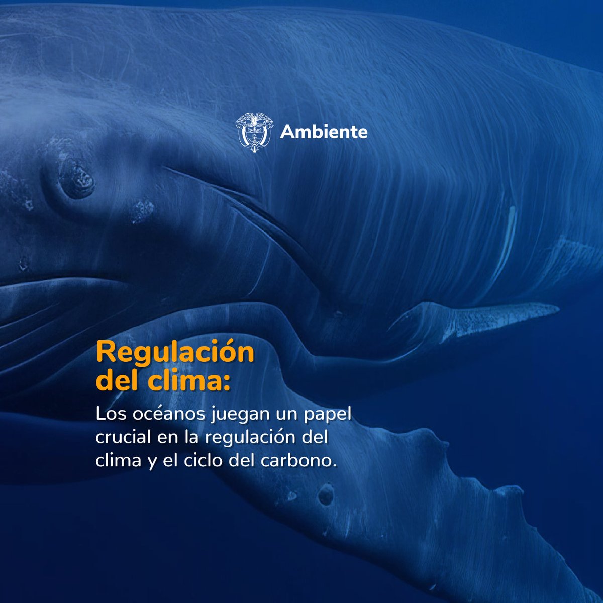 MinAmbienteCo's tweet photo. Hoy, en el #DíaMundialDeLosOcéanos, te compartimos algunas razones por las que los océanos 🌊son vitales para nuestro planeta.
¿Conoces otras? ¡Déjalas en los comentarios!👇🏽 https://t.co/vXLhea5YdF