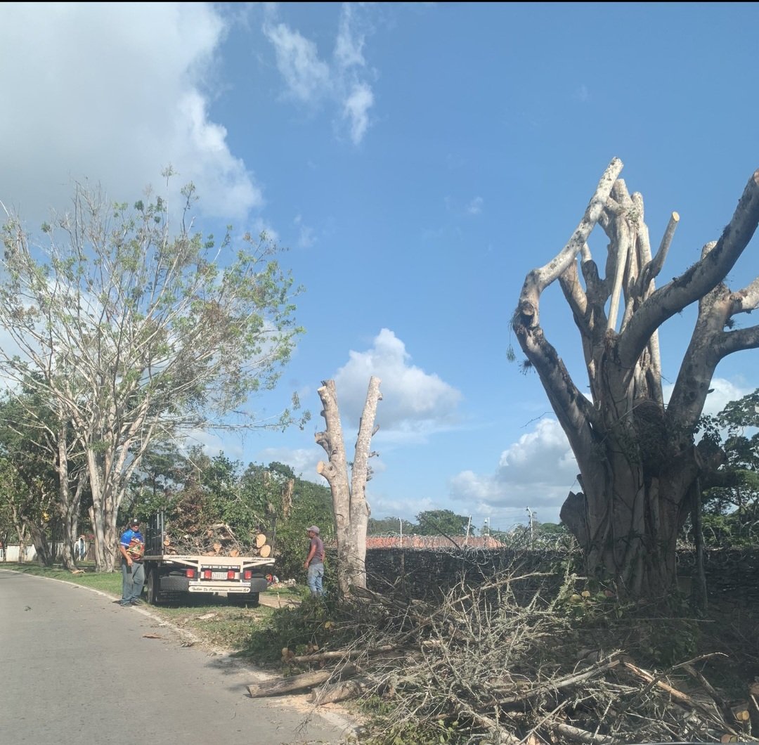 ¡Hasta cuando la impunidad ambiental!

<a href="/ElHatillo/">Alcaldía El Hatillo</a> permite el despiadado ataque a nuestros árboles ¿Quién dio la autorización?¿Diran que estaban enfermos?
<a href="/eliasayegh/">Elías Sayegh</a> exigimos una respuesta inmediata.Ud es responsable de proteger el medio ambiente en #ElHatillo
Fuente <a href="/afoca13/">adriana fortoul c</a>