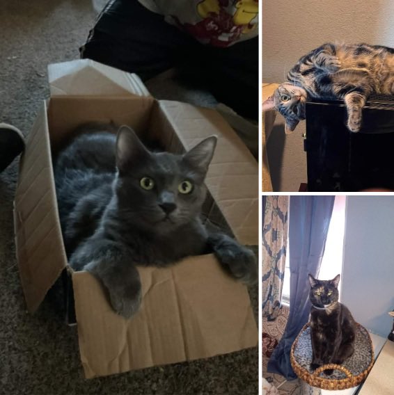 SF-based fosters needed for 14 cats by next Tuesday 6/11!

Sign up: givemesheltersf.org/howtohelp.php

🤎🖤Brown tabby Maine Coon &amp; black cat pair
🐱Scribbles
🧡Orange tabby female
❤️Name tbd
💙🖤🤎Russian Blue, Tortie, Tabby
👩‍🍼mom &amp; teenager
🐼black and white cat
💛Karlie
👯2 kittens
