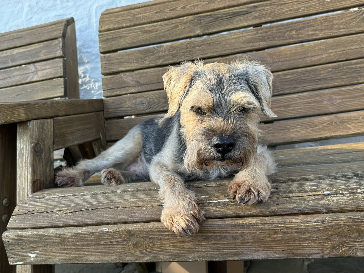 FergusFowles (@fergus_fowles) on Twitter photo Hello pals. I iz on me holibobs in Welsh land. Hooman keepz takin me to pubz and beach walkies. Itz a tuff job, but I shell struggle frew <a href="/jowilliams293/">Joanna Williams</a> Hello pals. I iz on me holibobs in Welsh land. Hooman keepz takin me to pubz and beach walkies. Itz a tuff job, but I shell struggle frew <a href="/jowilliams293/">Joanna Williams</a>