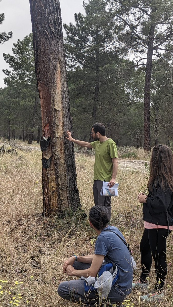 Pablo_MCoronado's tweet photo. Gracias a @IngMontesCyL  que ha organizado esta jornada, hemos podido comprender mejor la conservación de los montes. https://t.co/ALVr0M3ya2